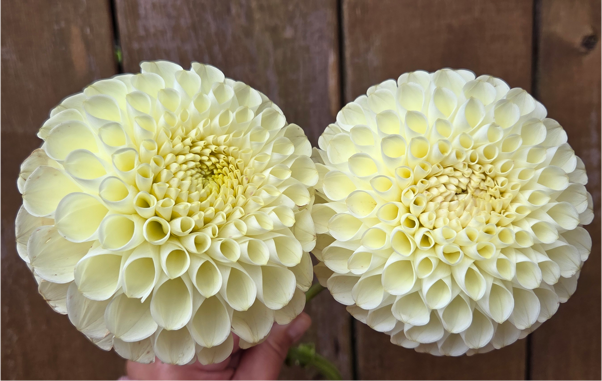 Cream Diane