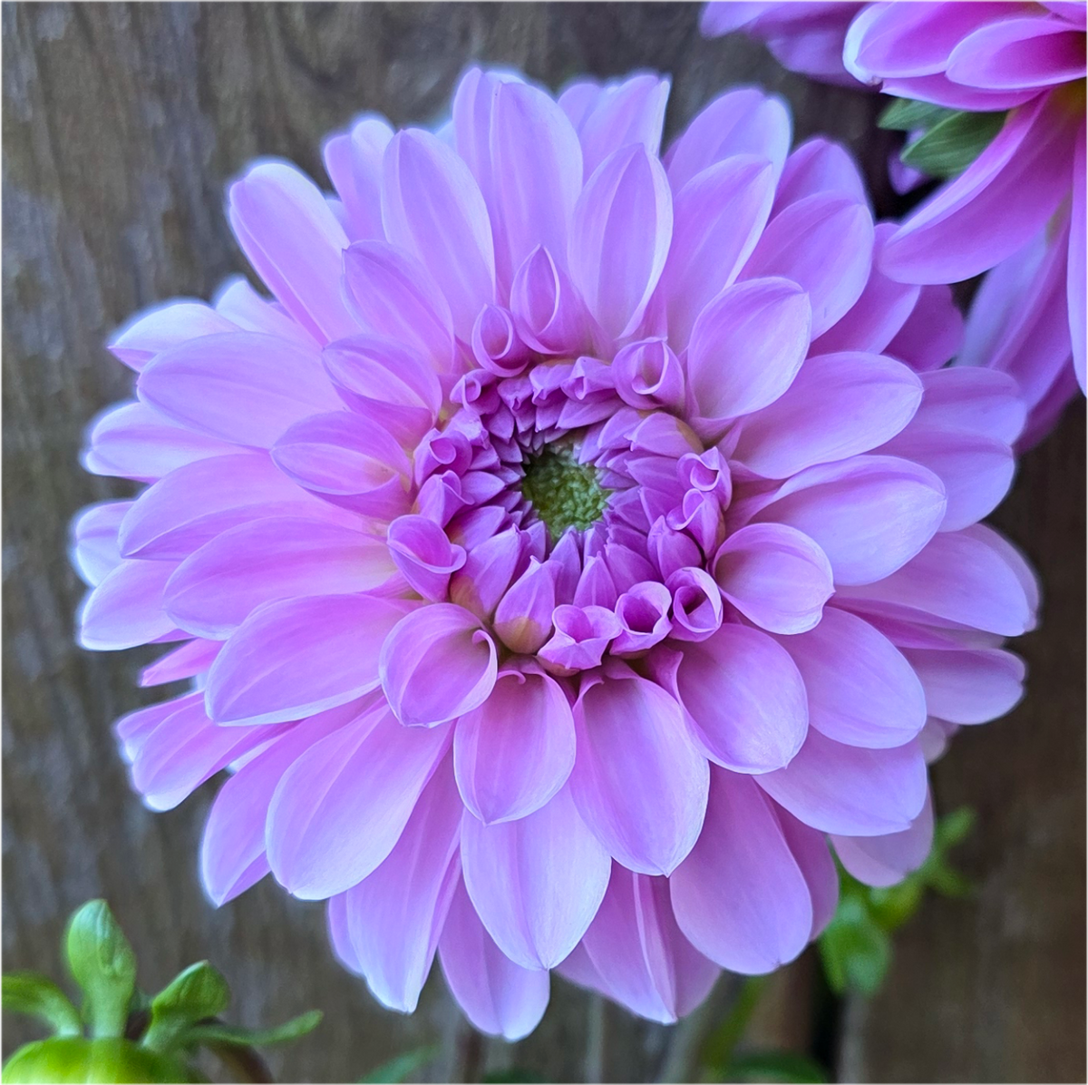 Bazuin Lavender