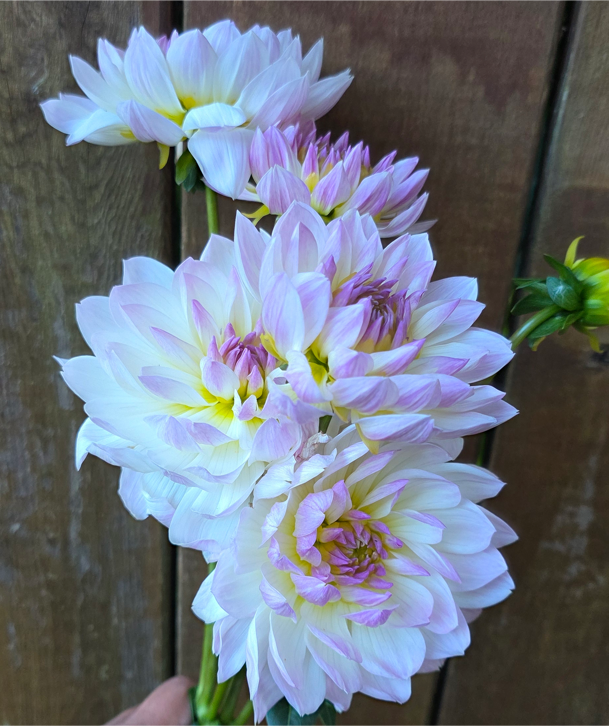 Hollyhill Lilibet