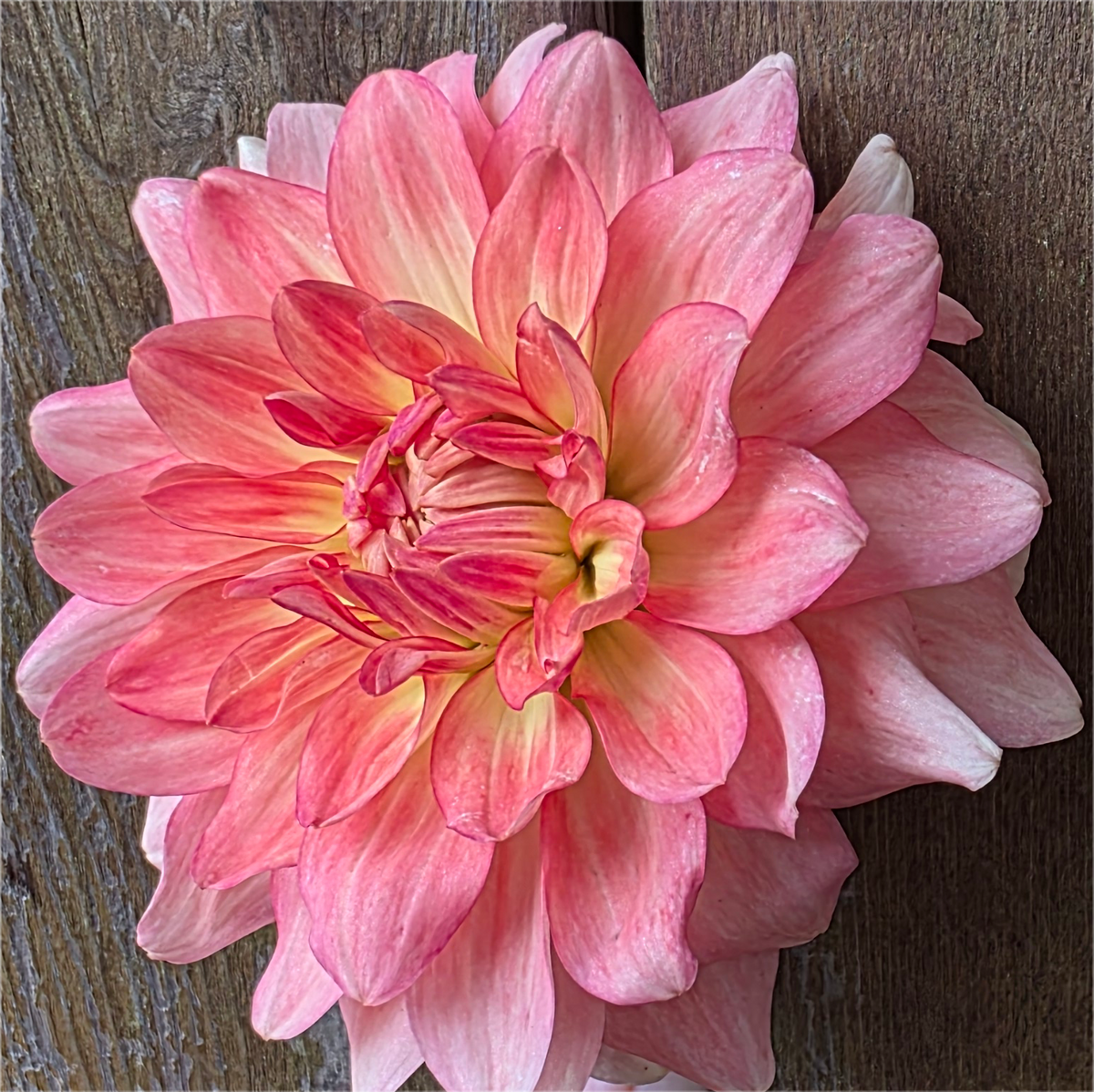 Stanza Dahlia