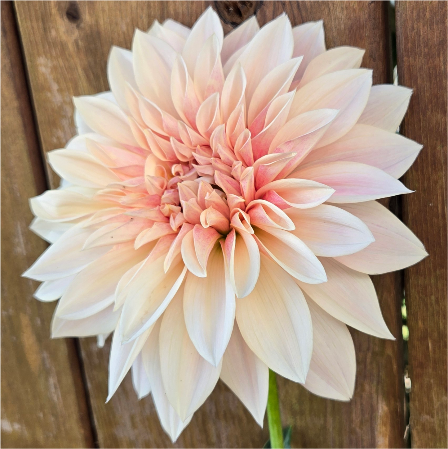 Café Au Lait Mini