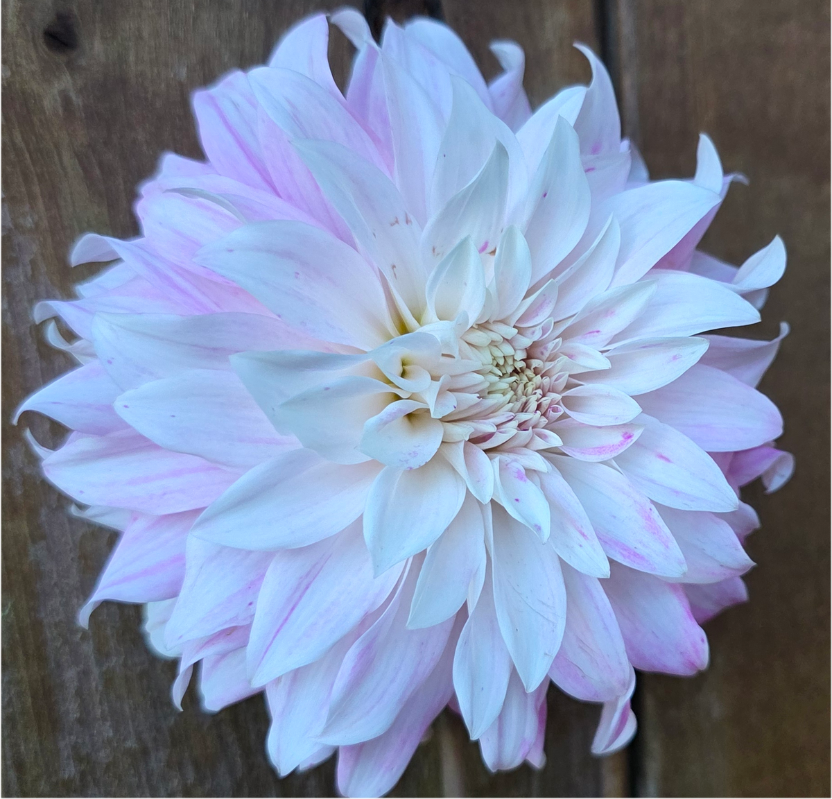 Pink Petticoat