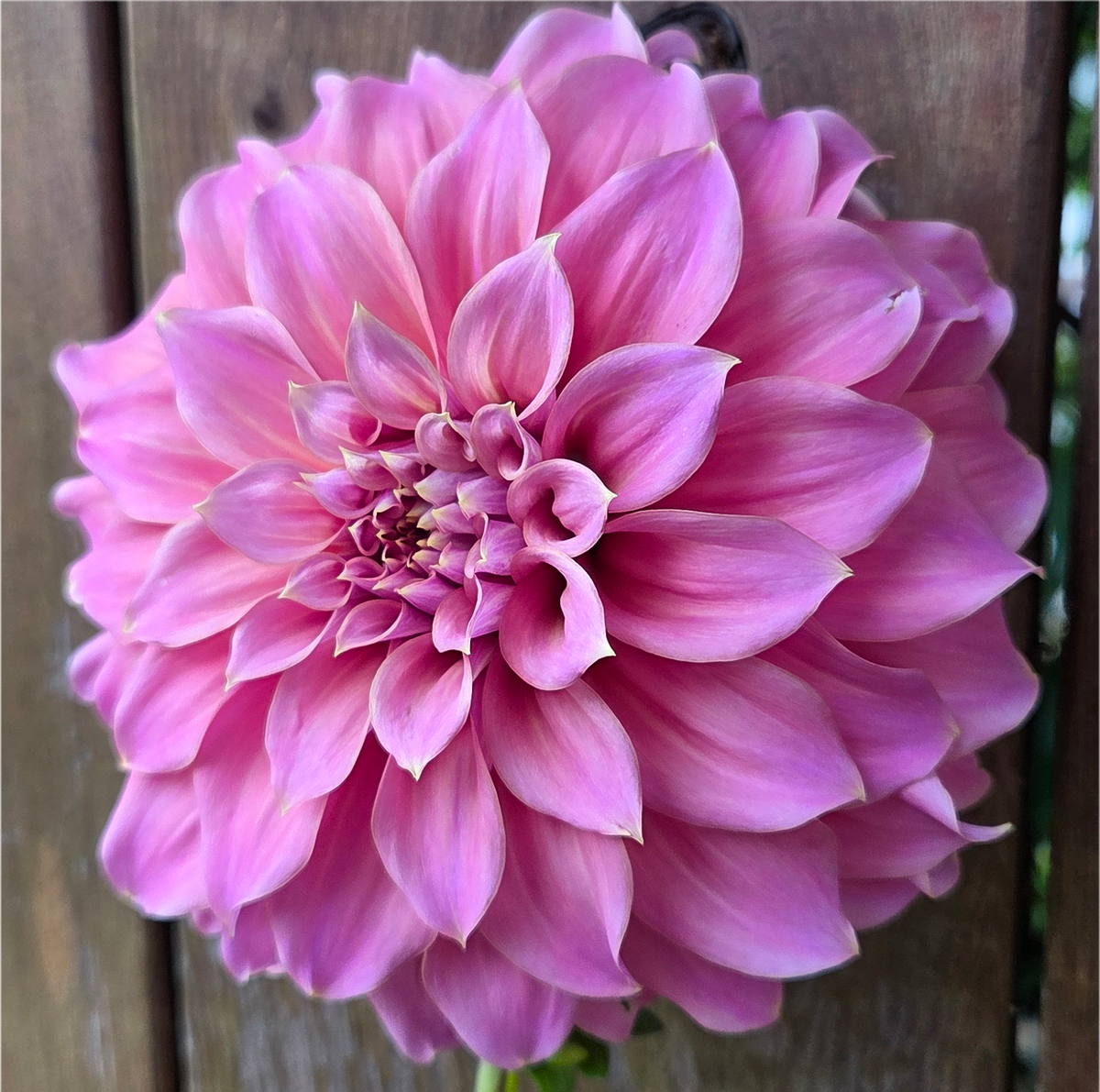 Lileah Caramel Rose
