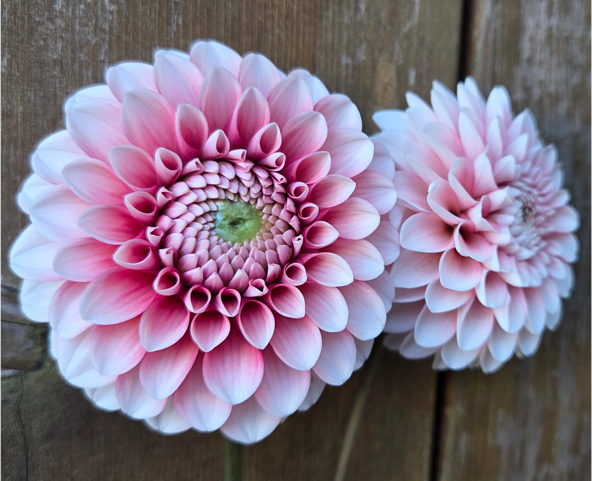 Florelie Cosmic Romance