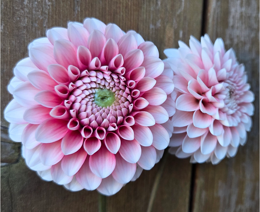 Florelie Cosmic Romance