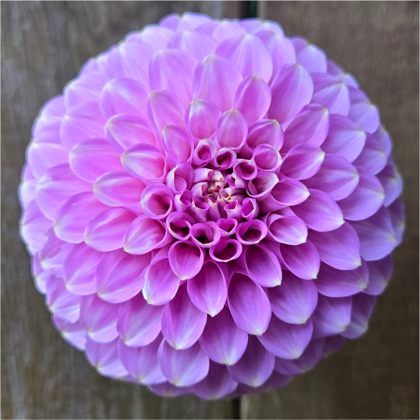 Florelie Oracle