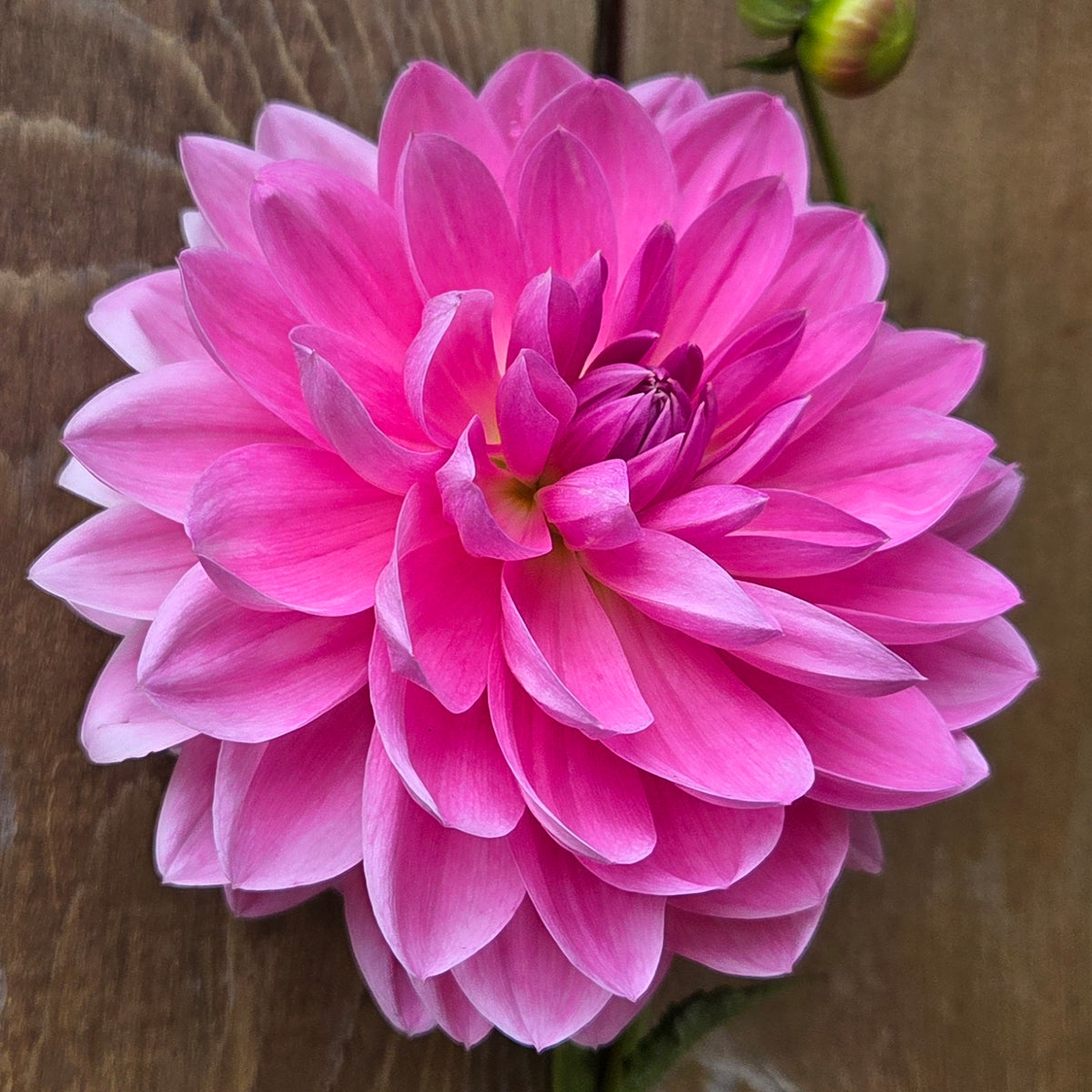 Pink Onesta