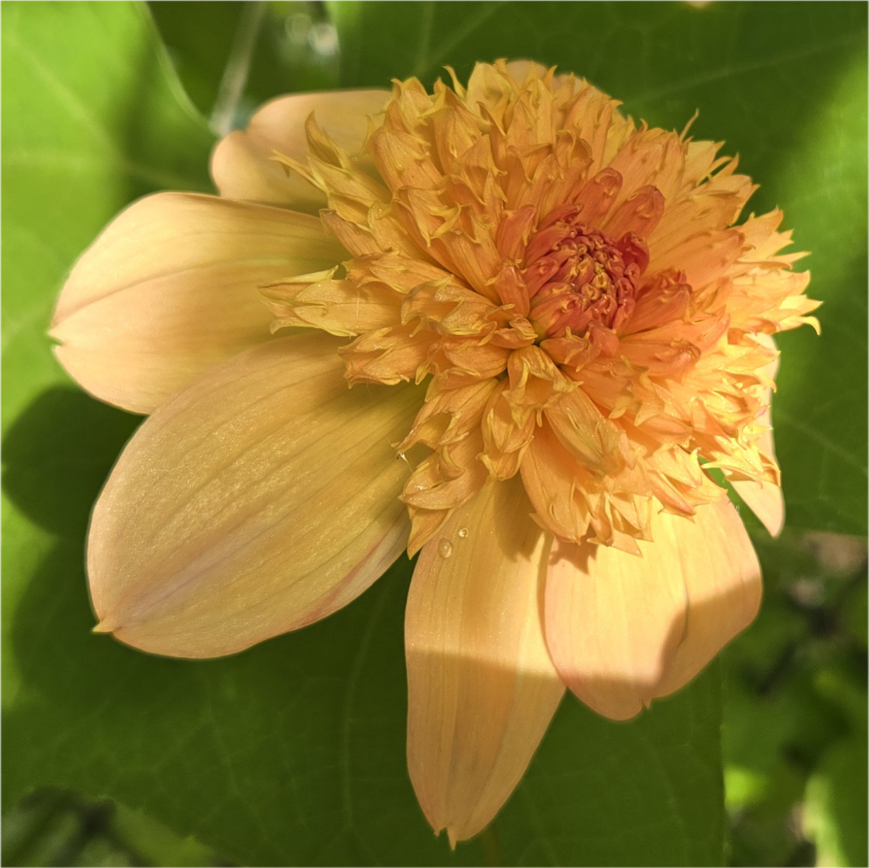 Sandia Brocade
