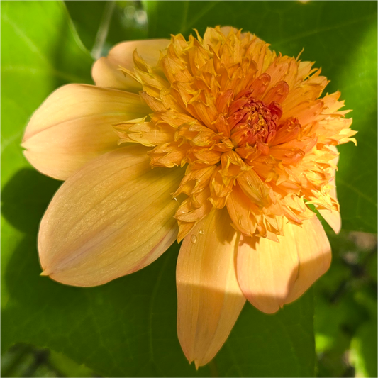 Sandia Brocade