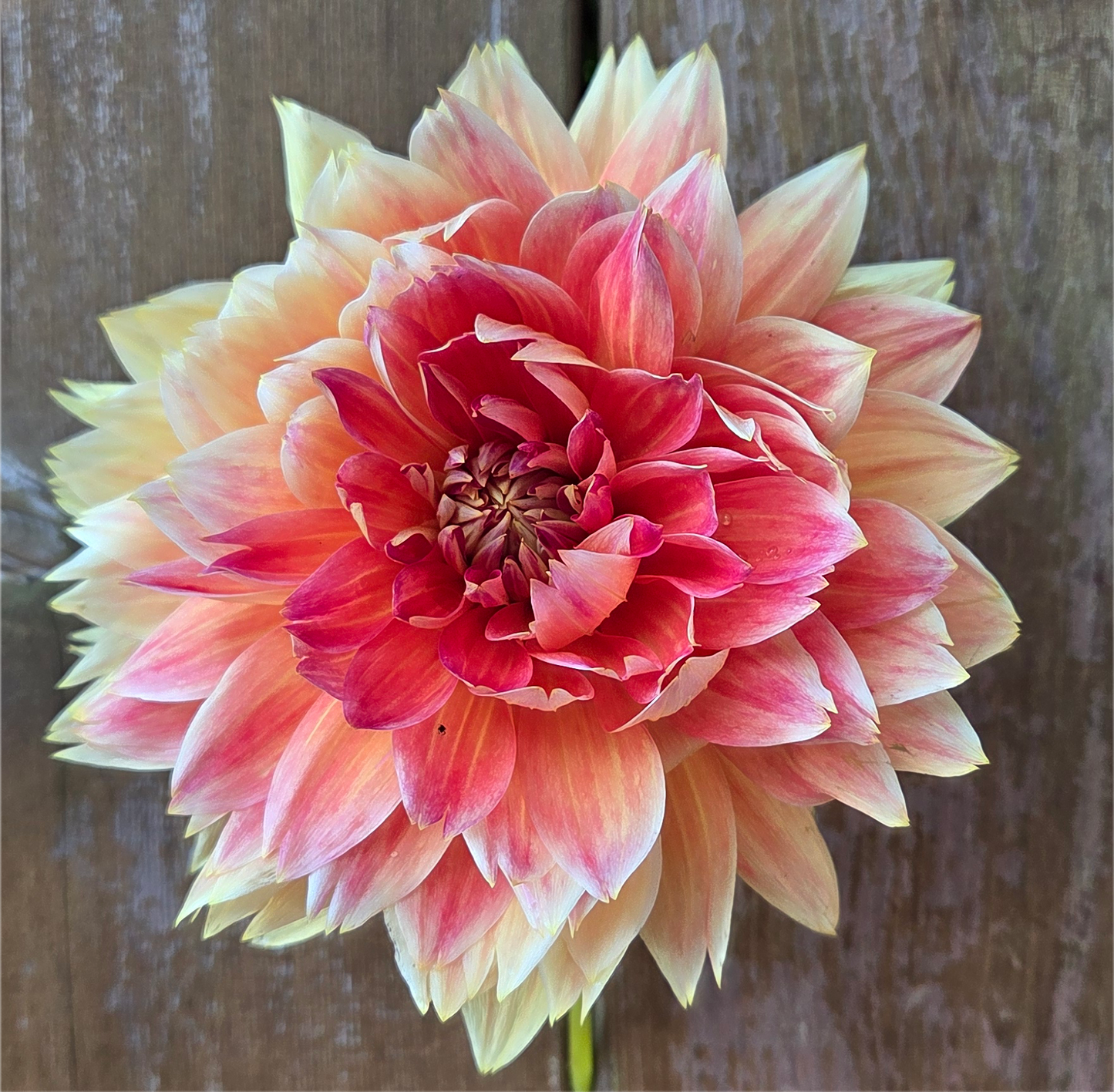 Punkin Spice Dahlia