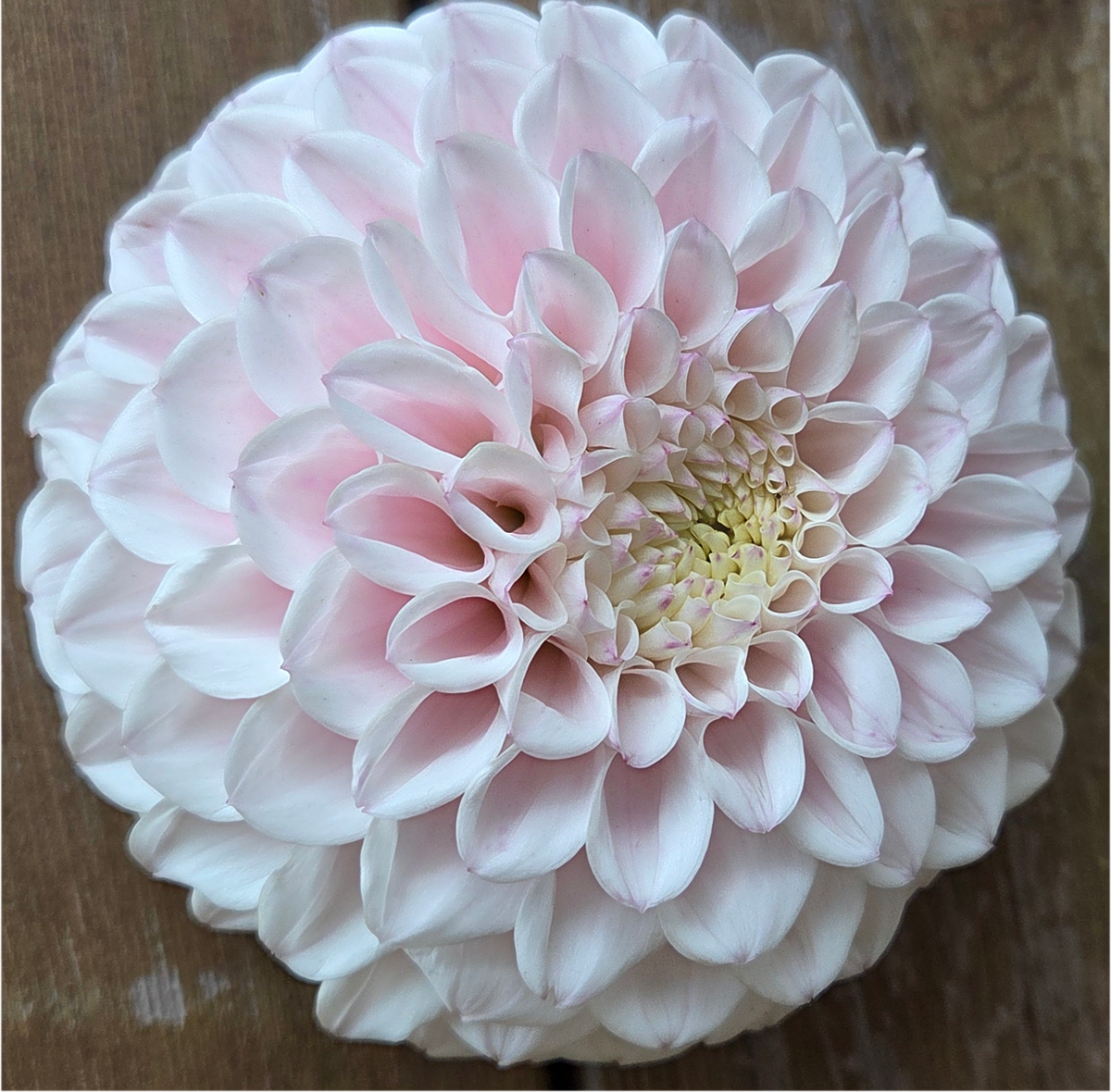 Pink Pearl