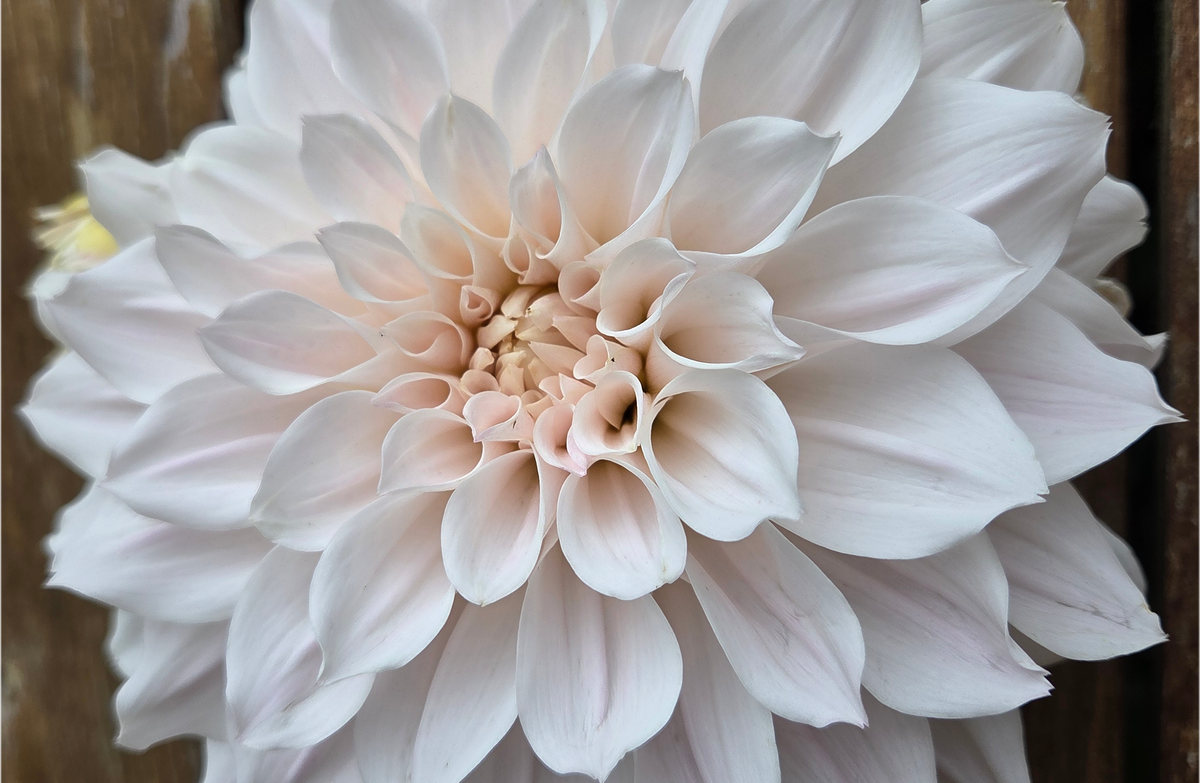 Everbloom First Dance