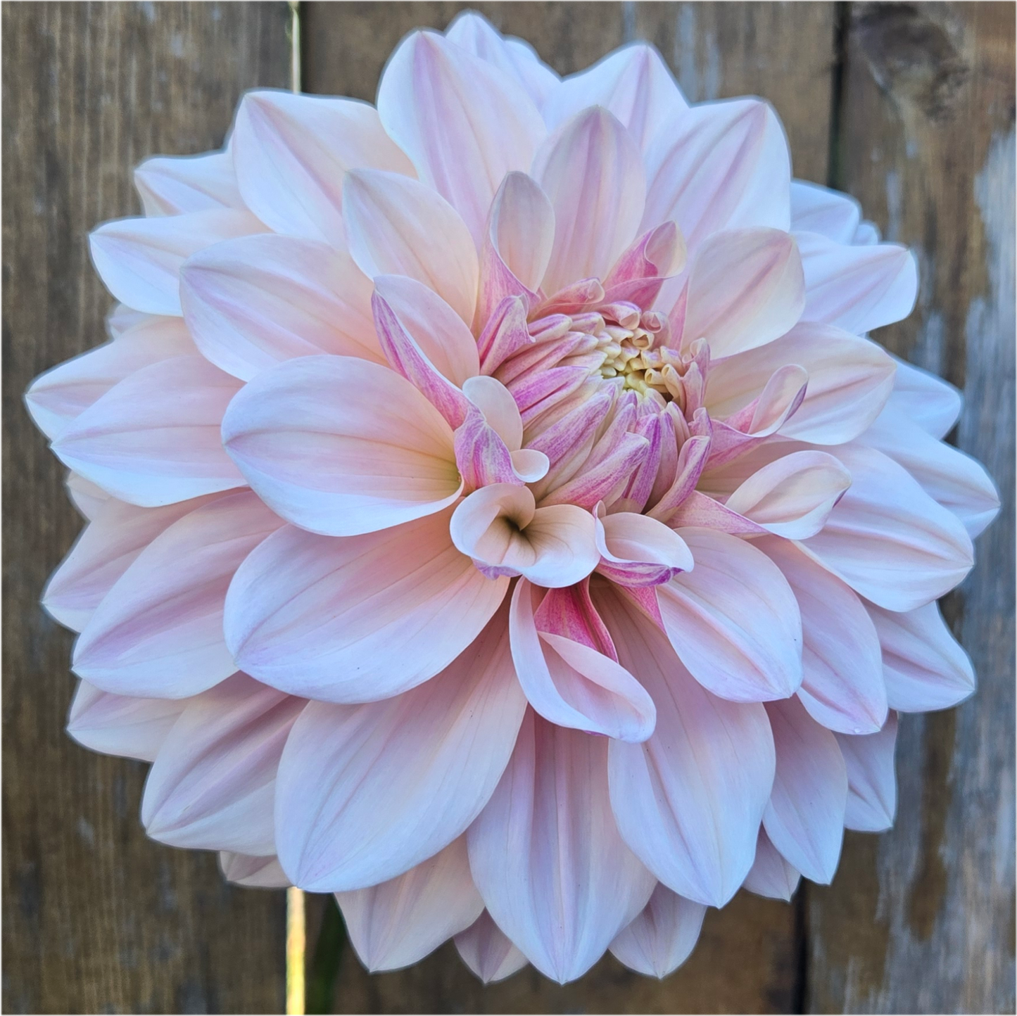 Florelie Antique