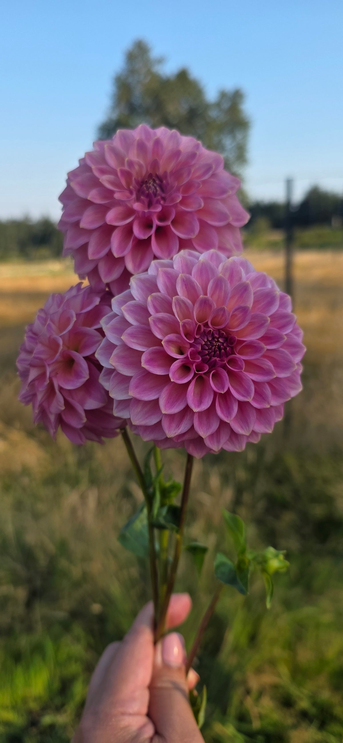 Florelie Flamingo