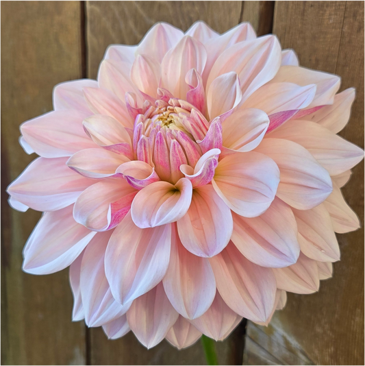 Florelie Antique - Cutting