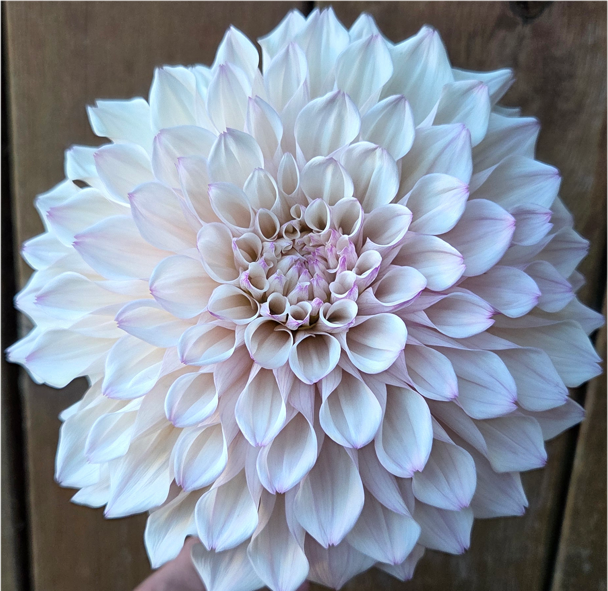 KA Pearl