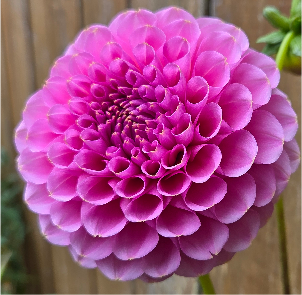 Florelie Lizzie Lou