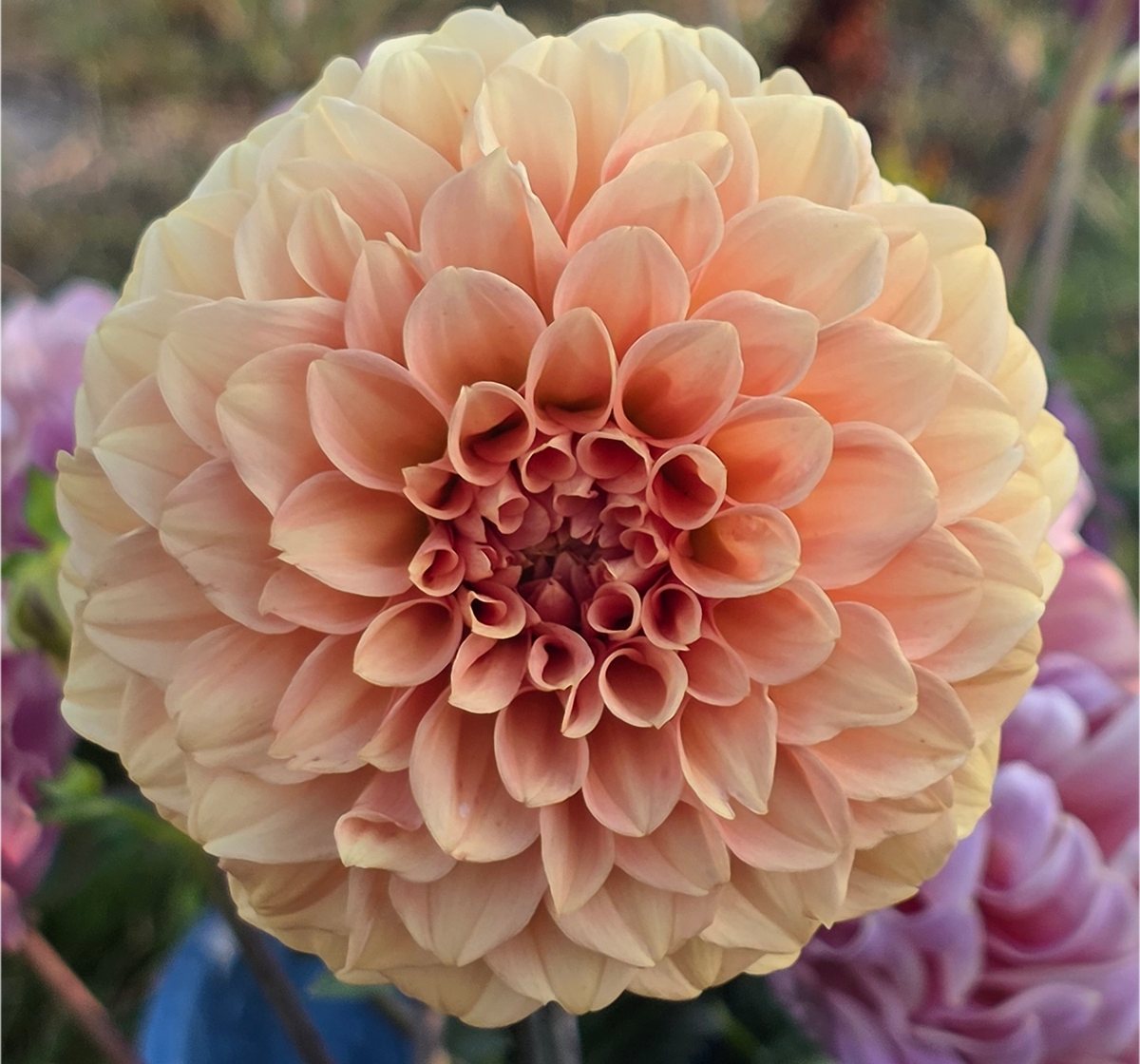 Florelie Nectar