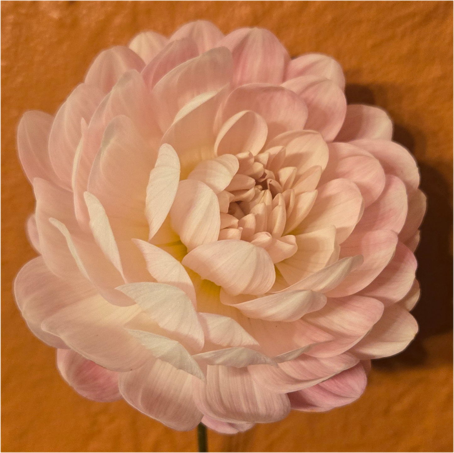 Makayla's Meadow Gift Card