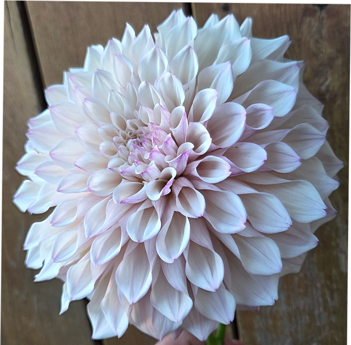 KA Pearl