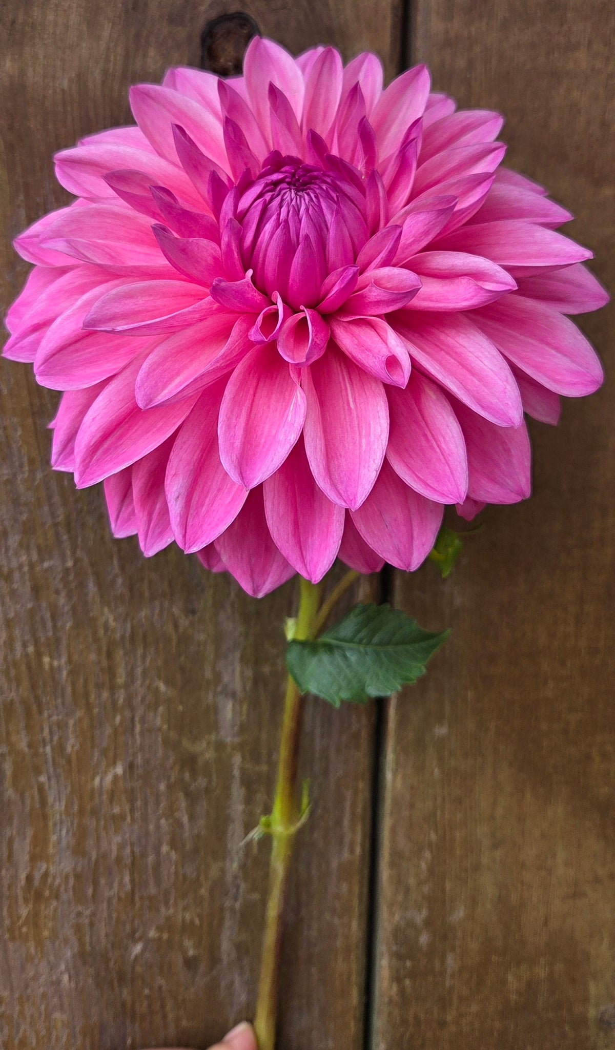 Bargaly Blush