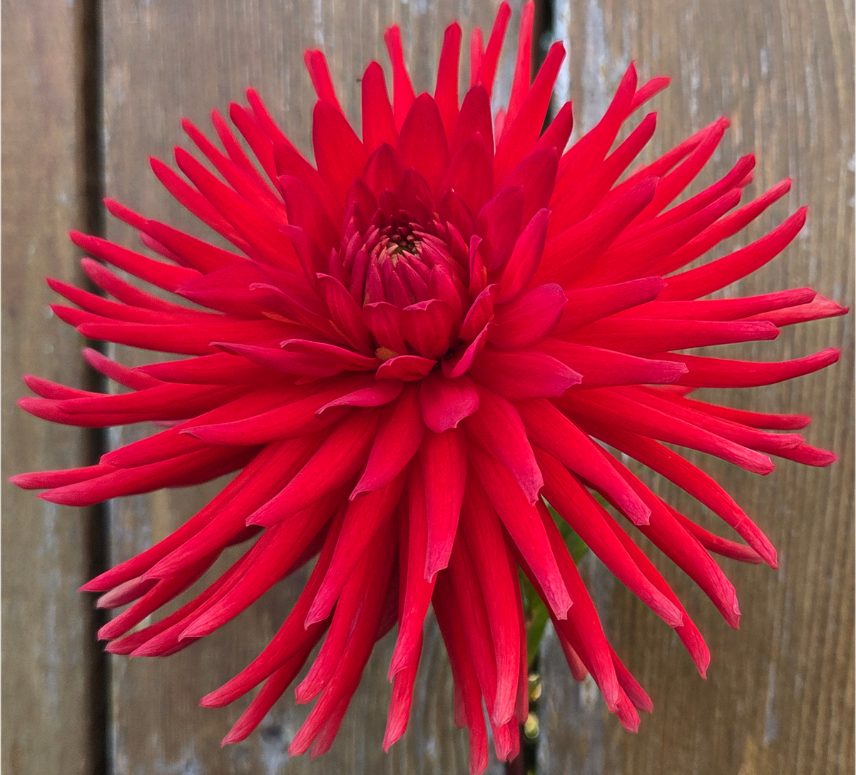 Westwind Scarlet Glow