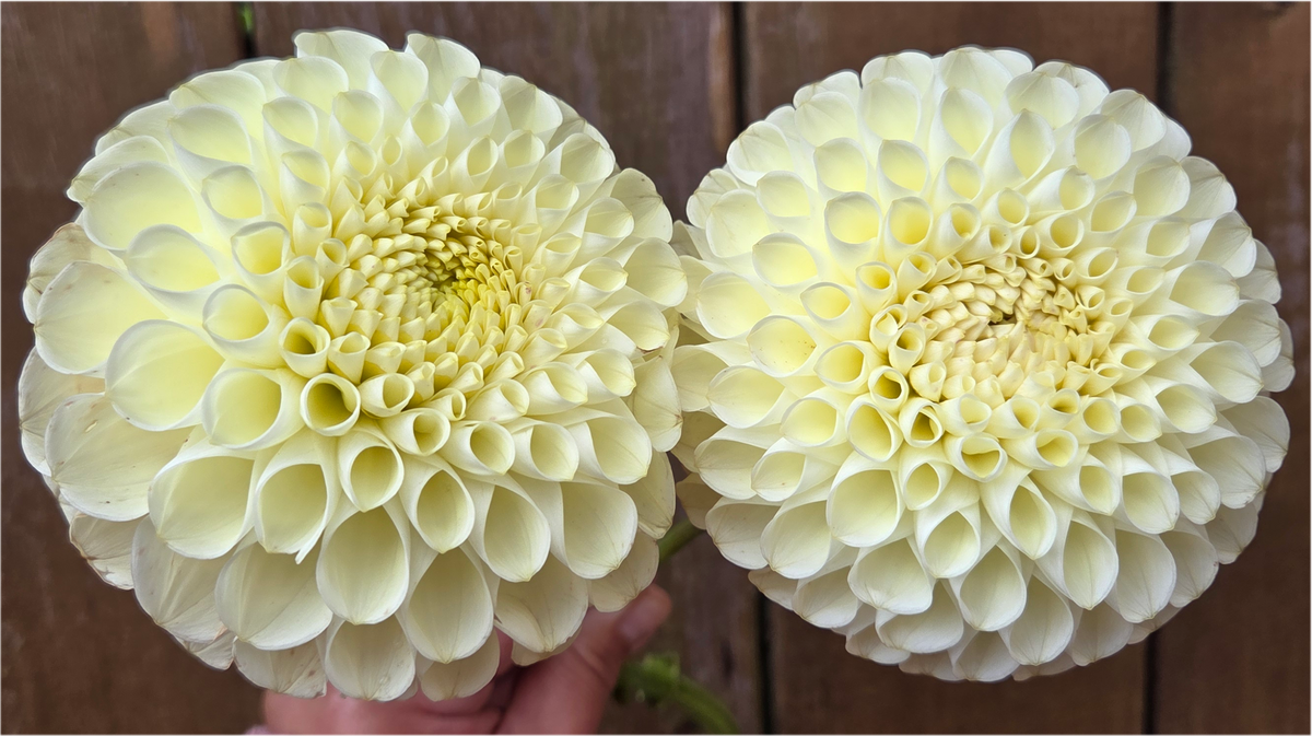 Cream Diane