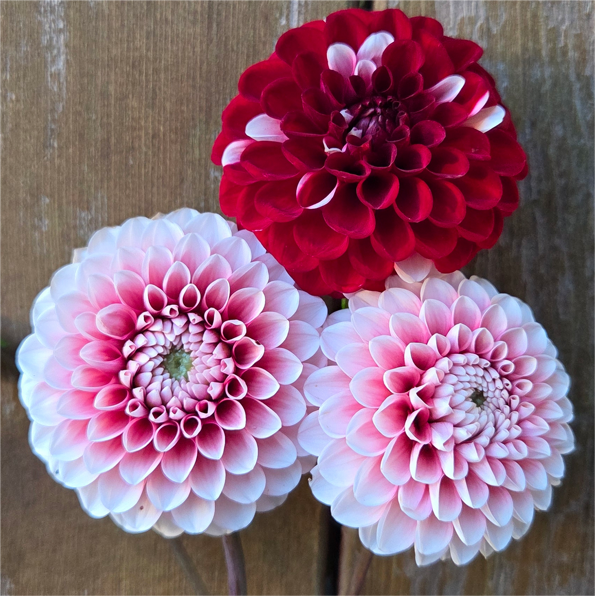 Florelie Cosmic Romance