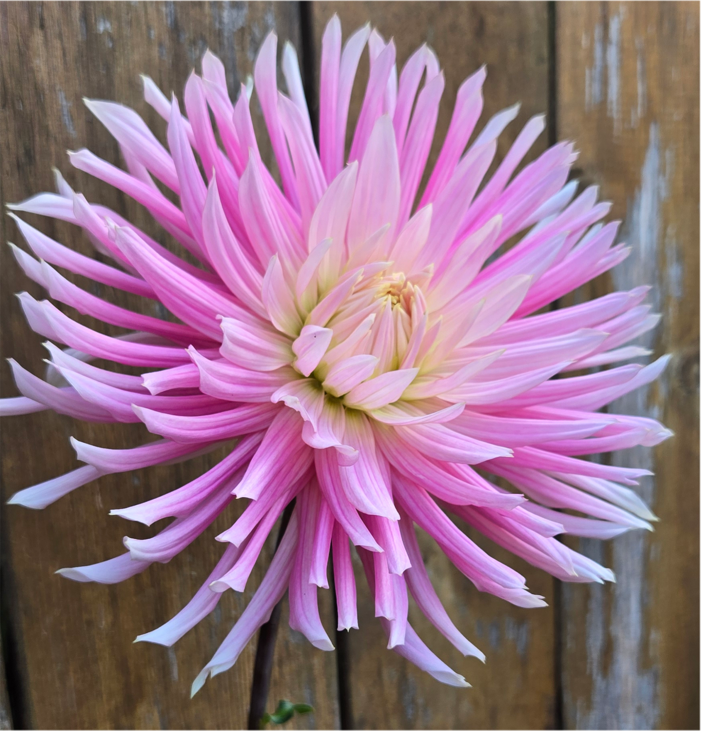 Hollyhill Cotton Candy