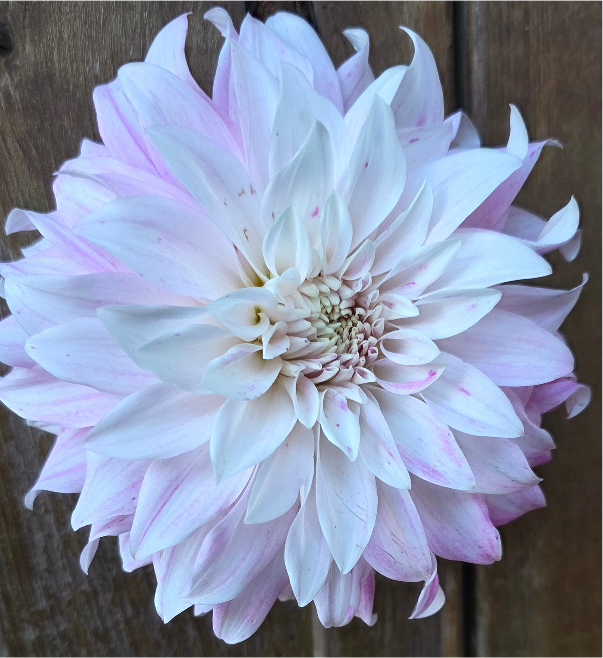 Pink Petticoat