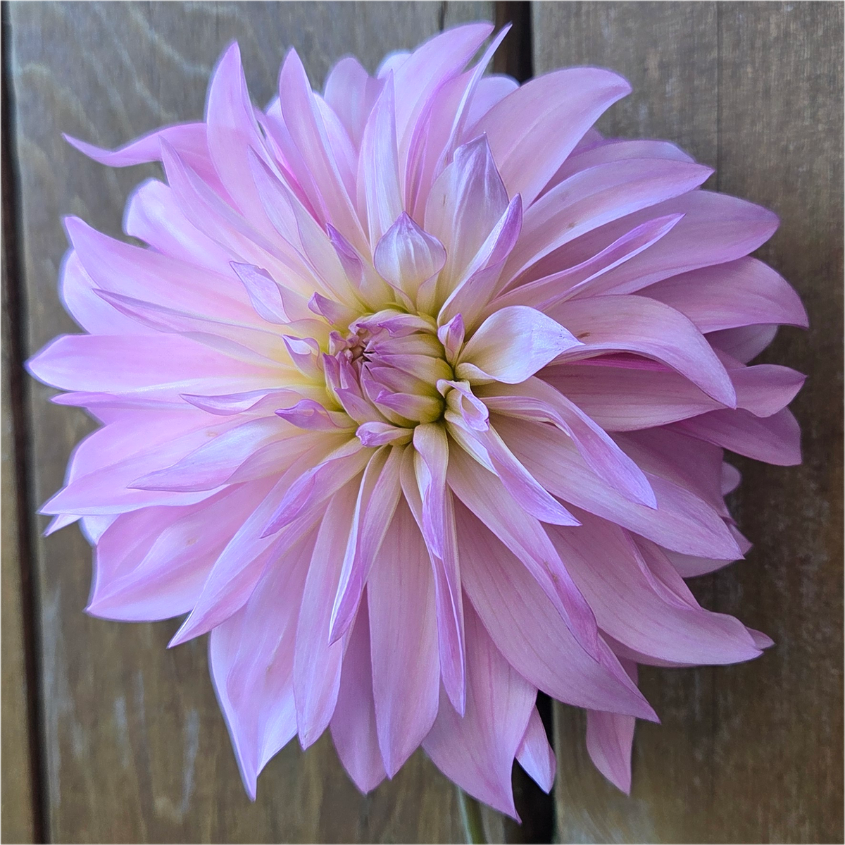 Florelie Meagan