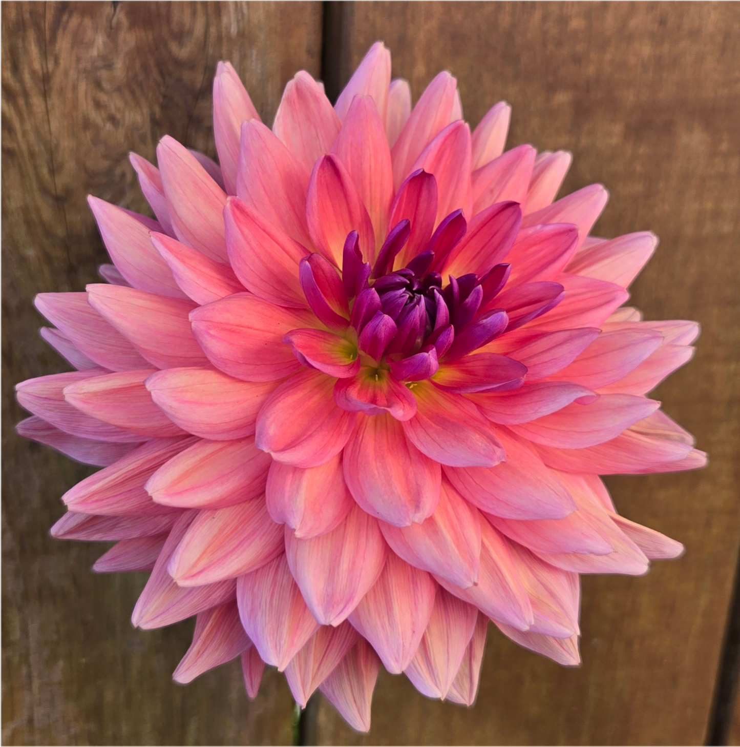 Dutch Pearl