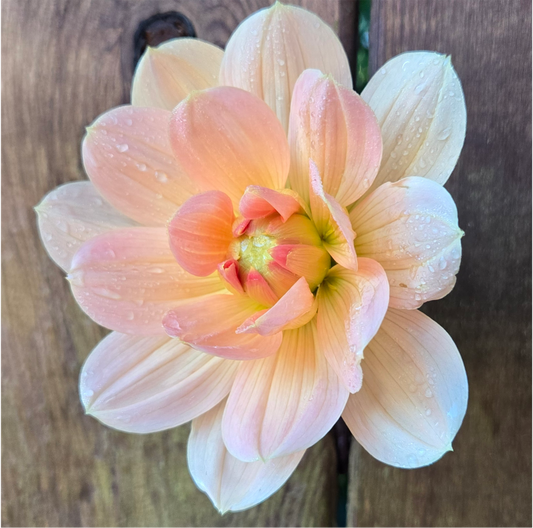 Apricot Desire