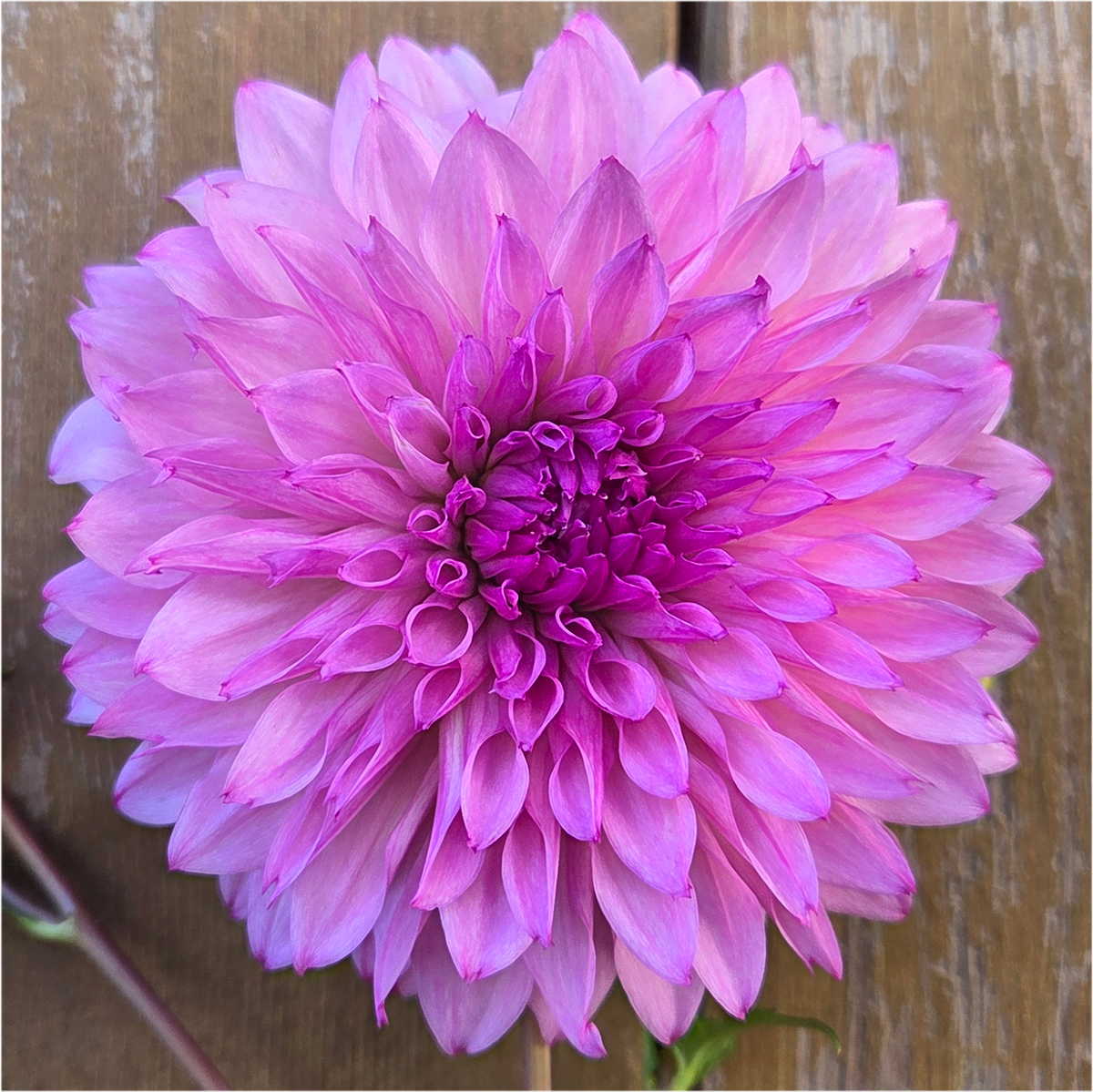 Lee's Flute Loop Lavender