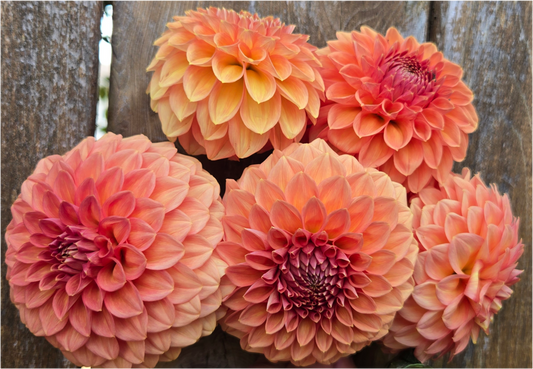 Ferncliff Apricot