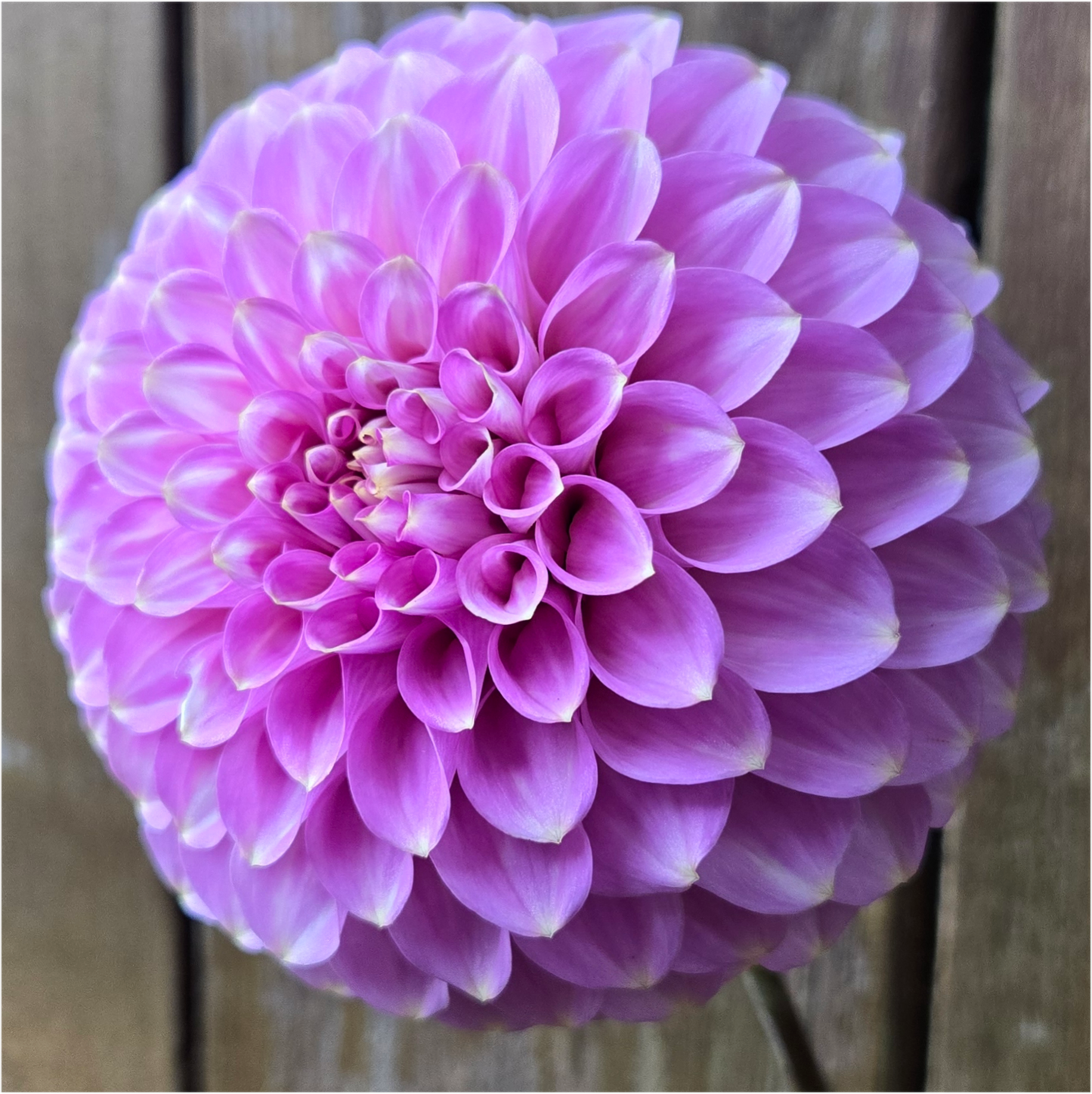 Florelie Oracle