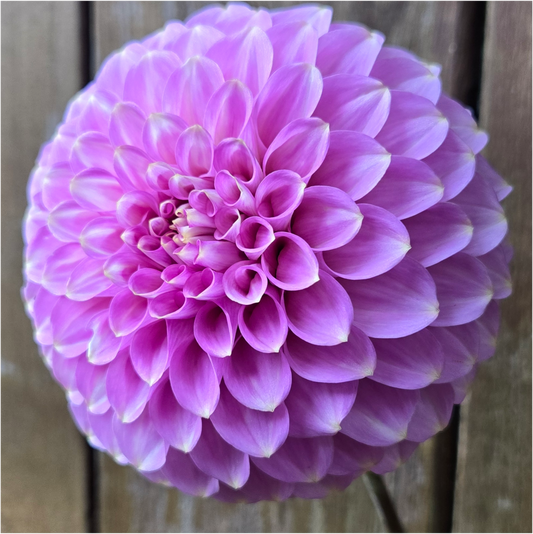 Florelie Oracle