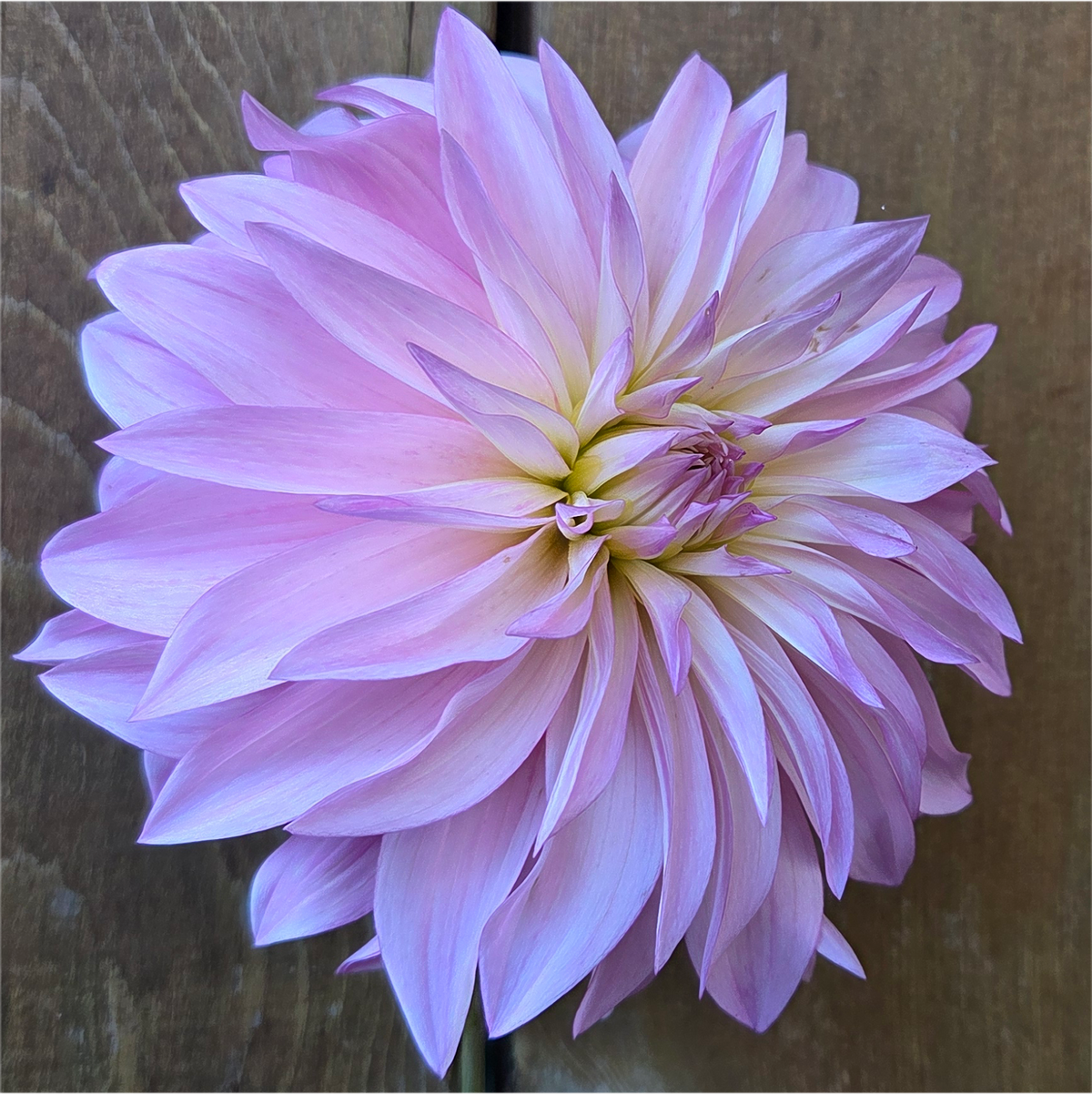 Florelie Meagan