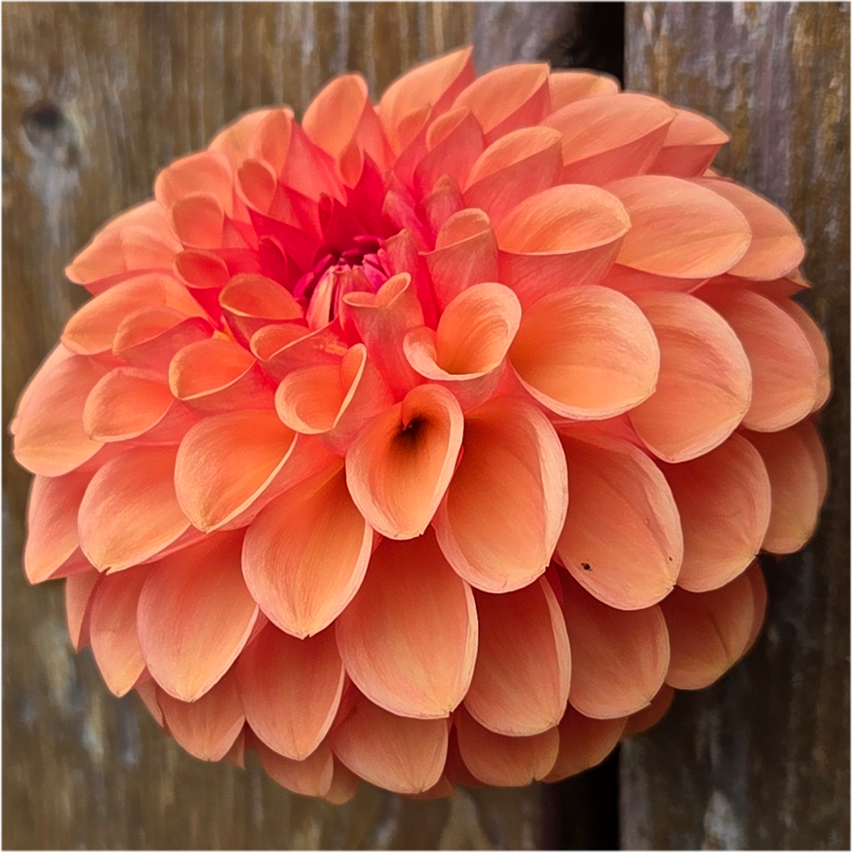 Florelie Angostura
