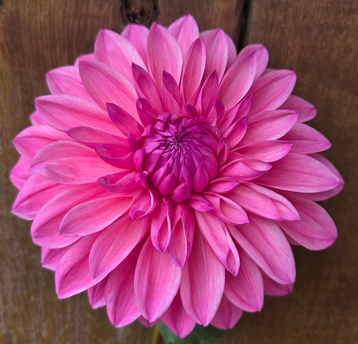 Bargaly Blush