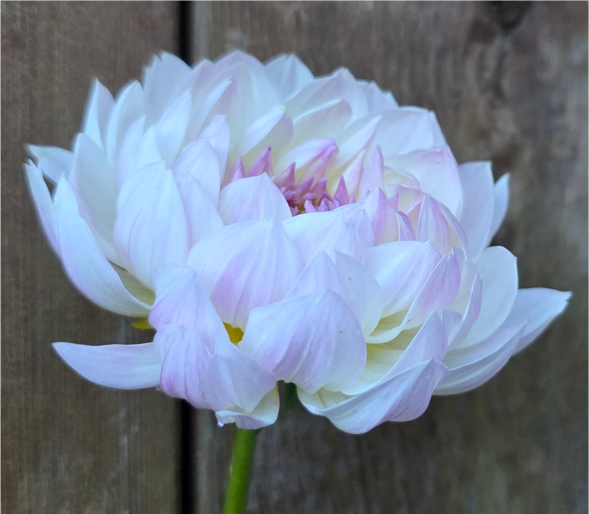Hollyhill Lilibet