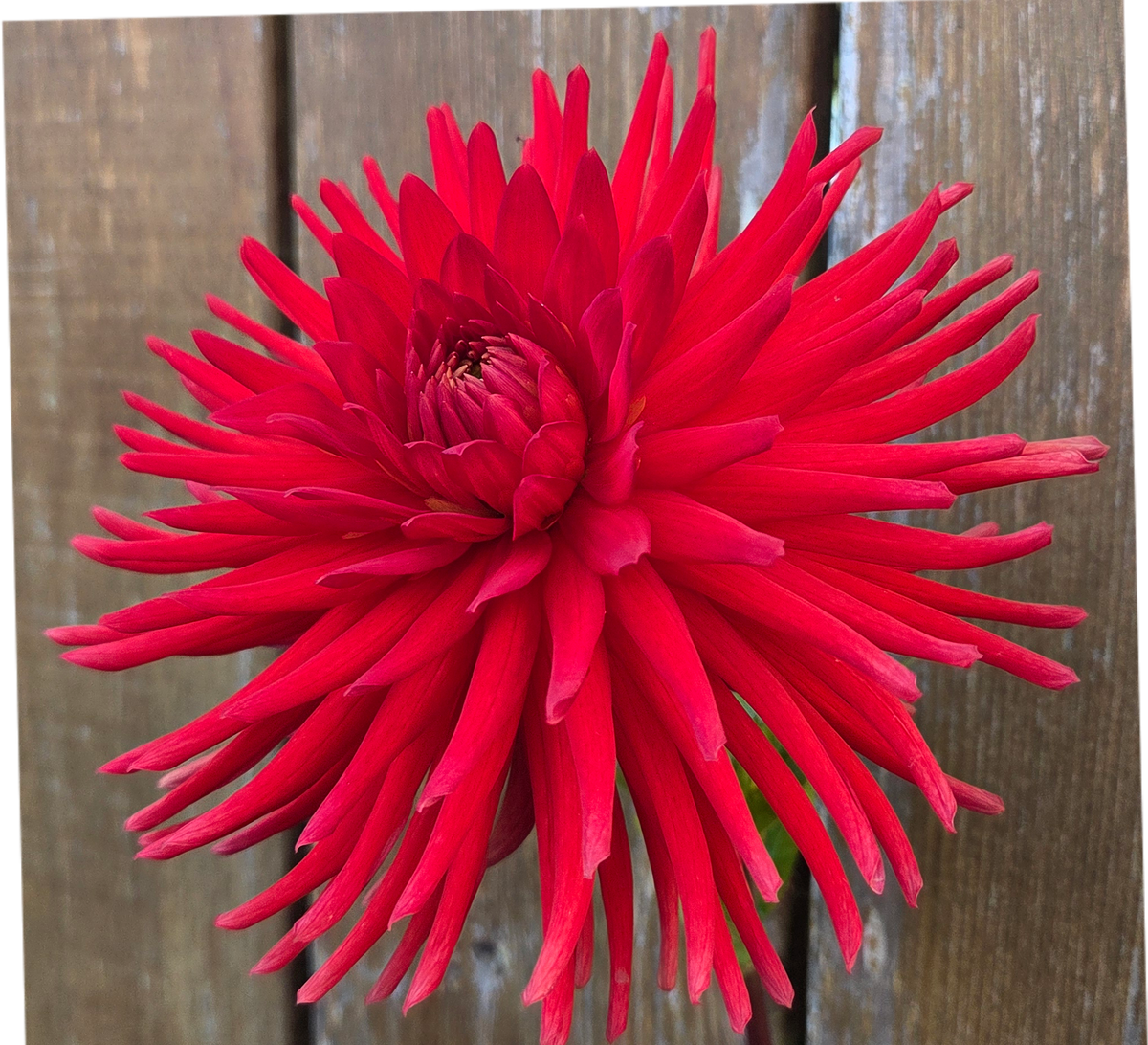 Westwind Scarlet Glow
