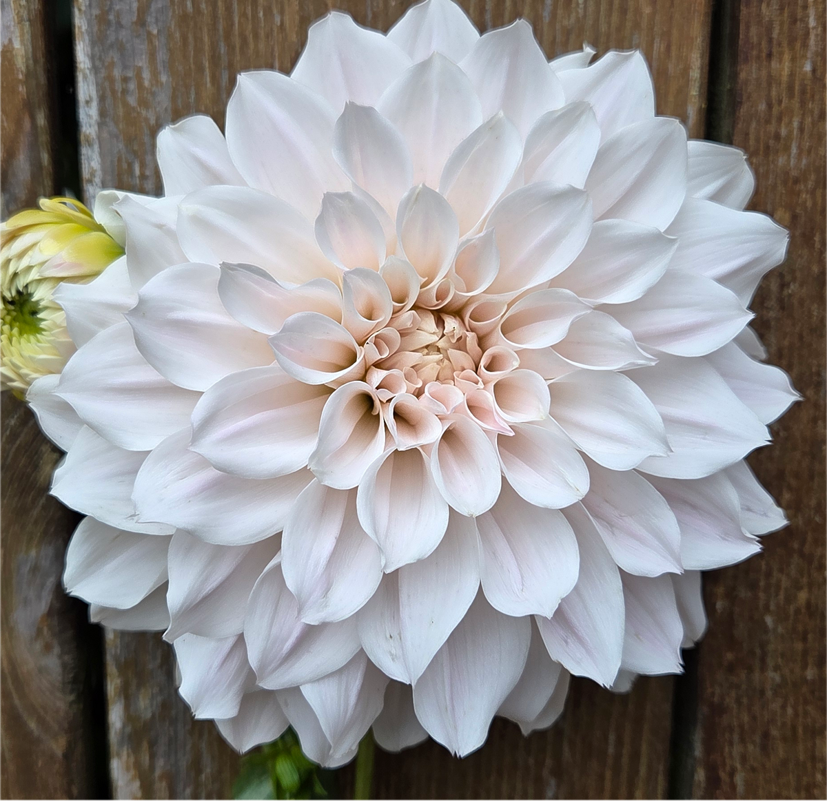 Everbloom First Dance