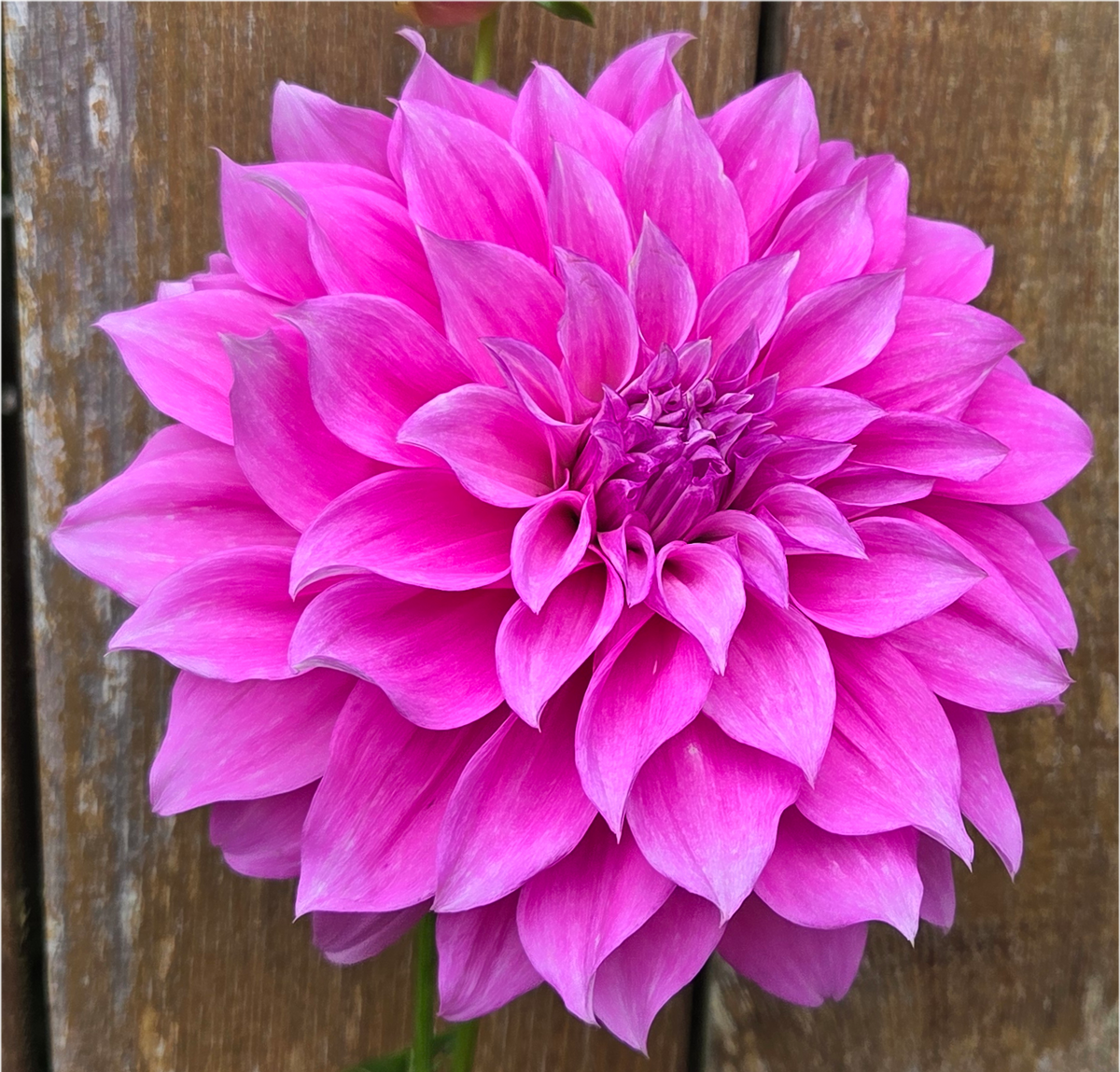 Florelie Café Violette