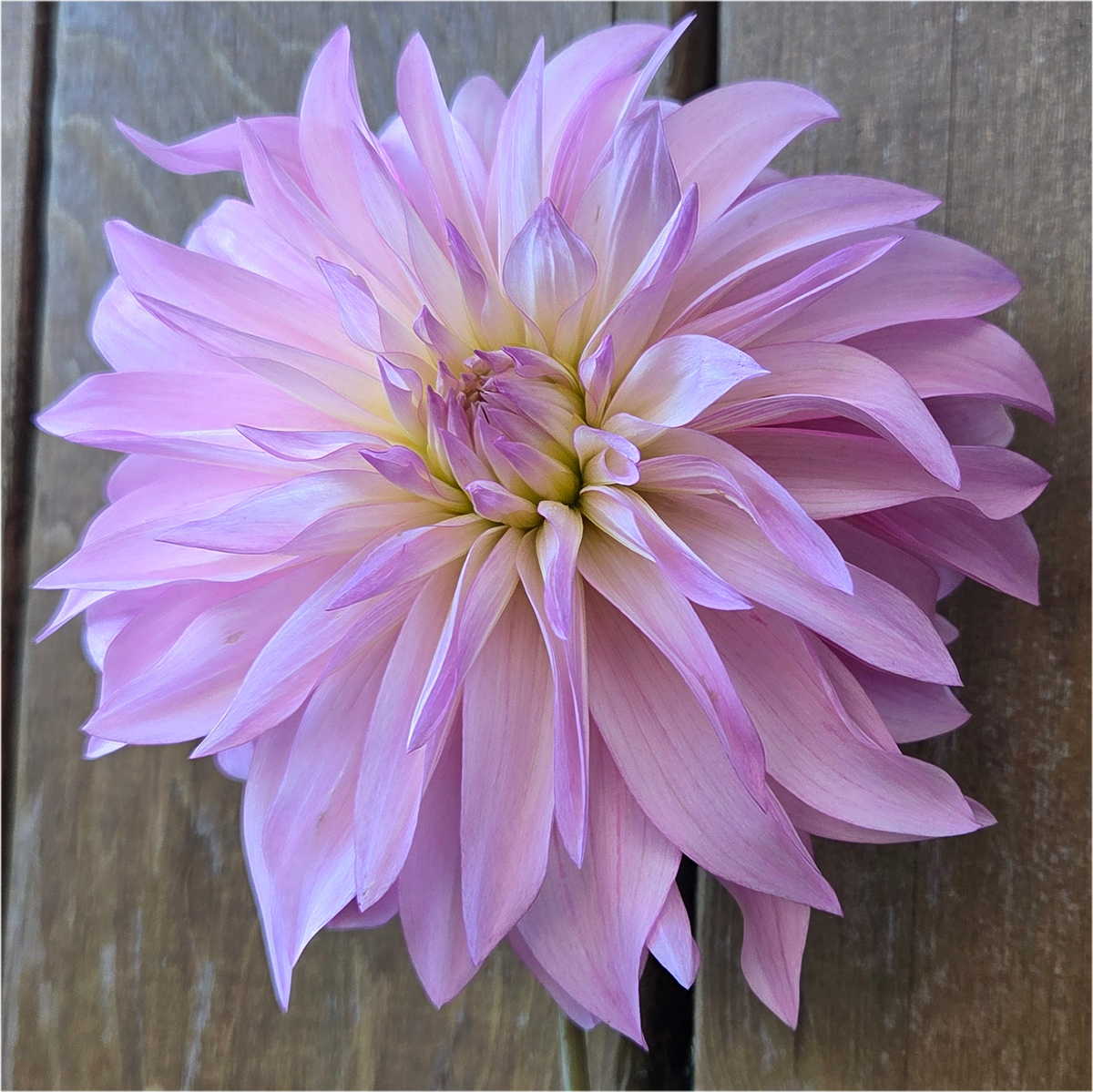Florelie Meagan