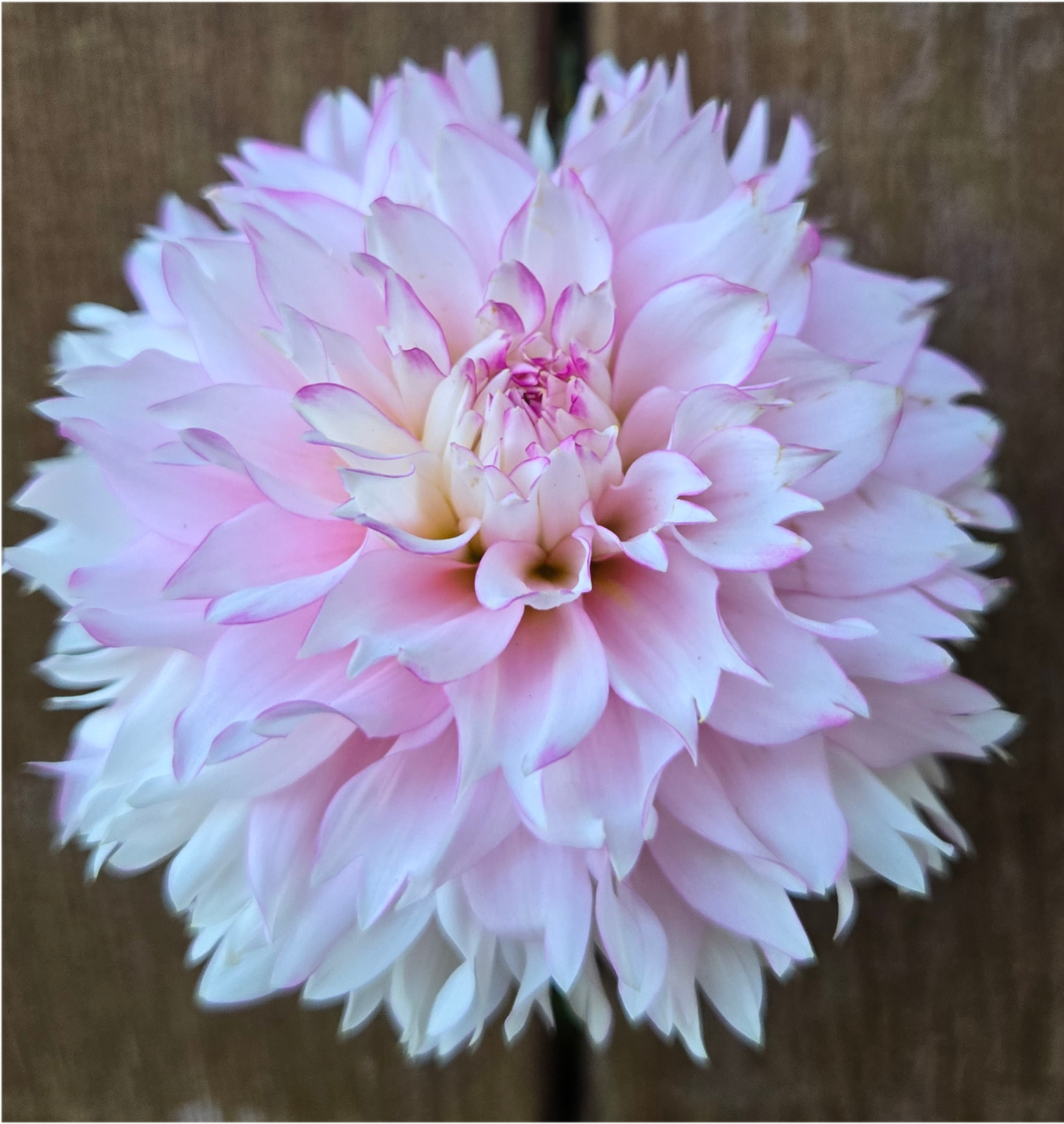 Hollyhill Pinkie