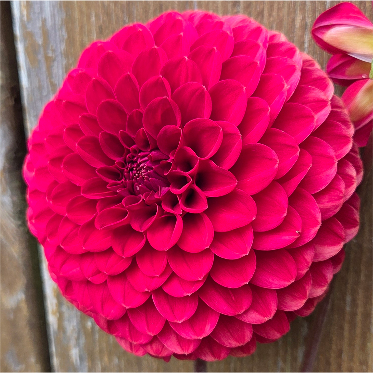 Florelie Vendetta