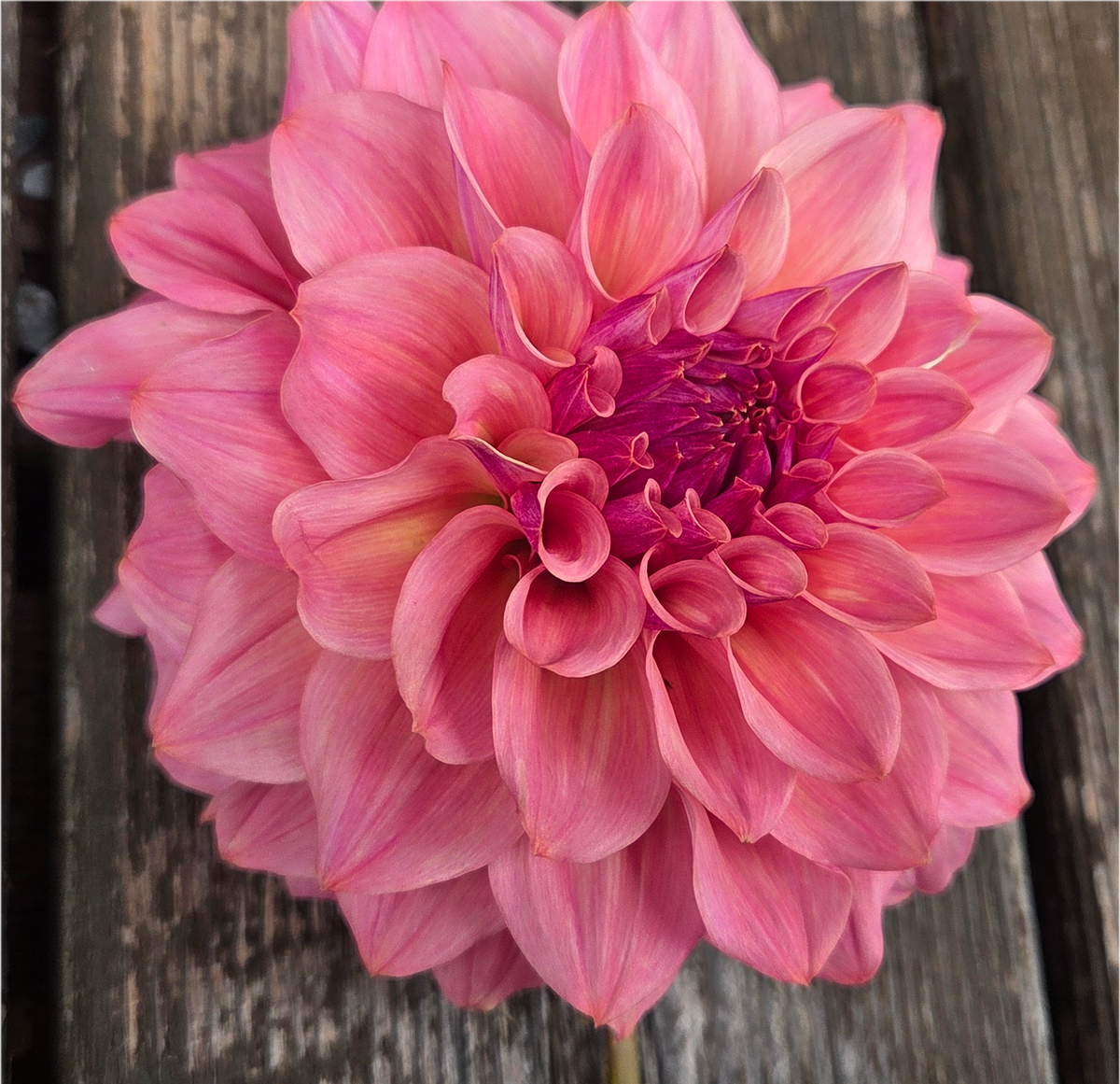 BQ Azalea