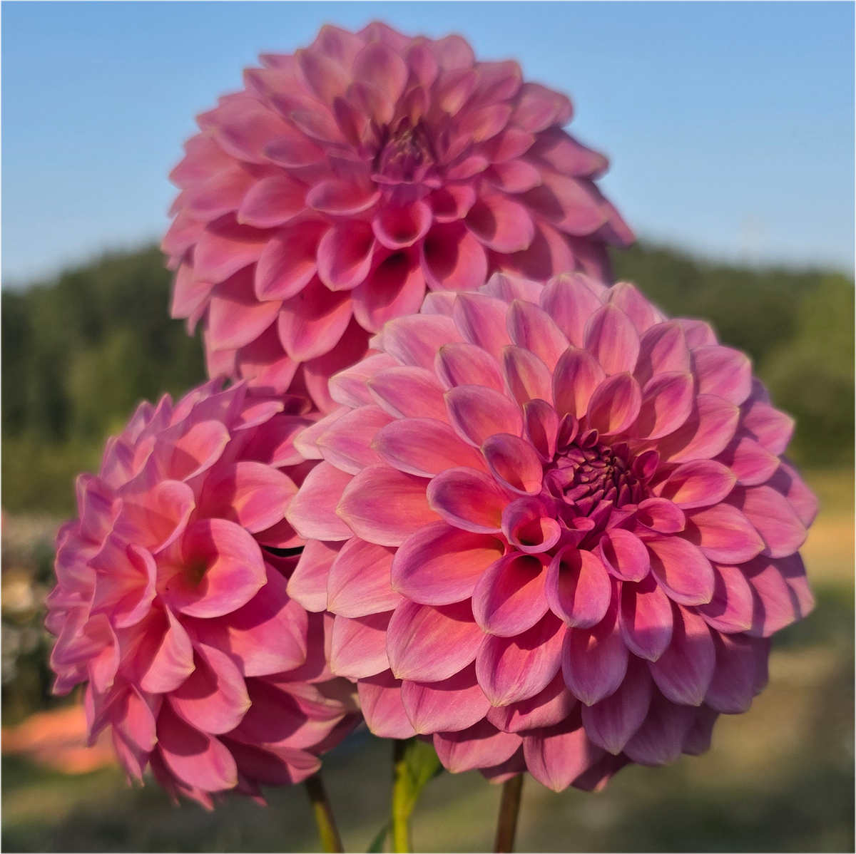 Florelie Flamingo