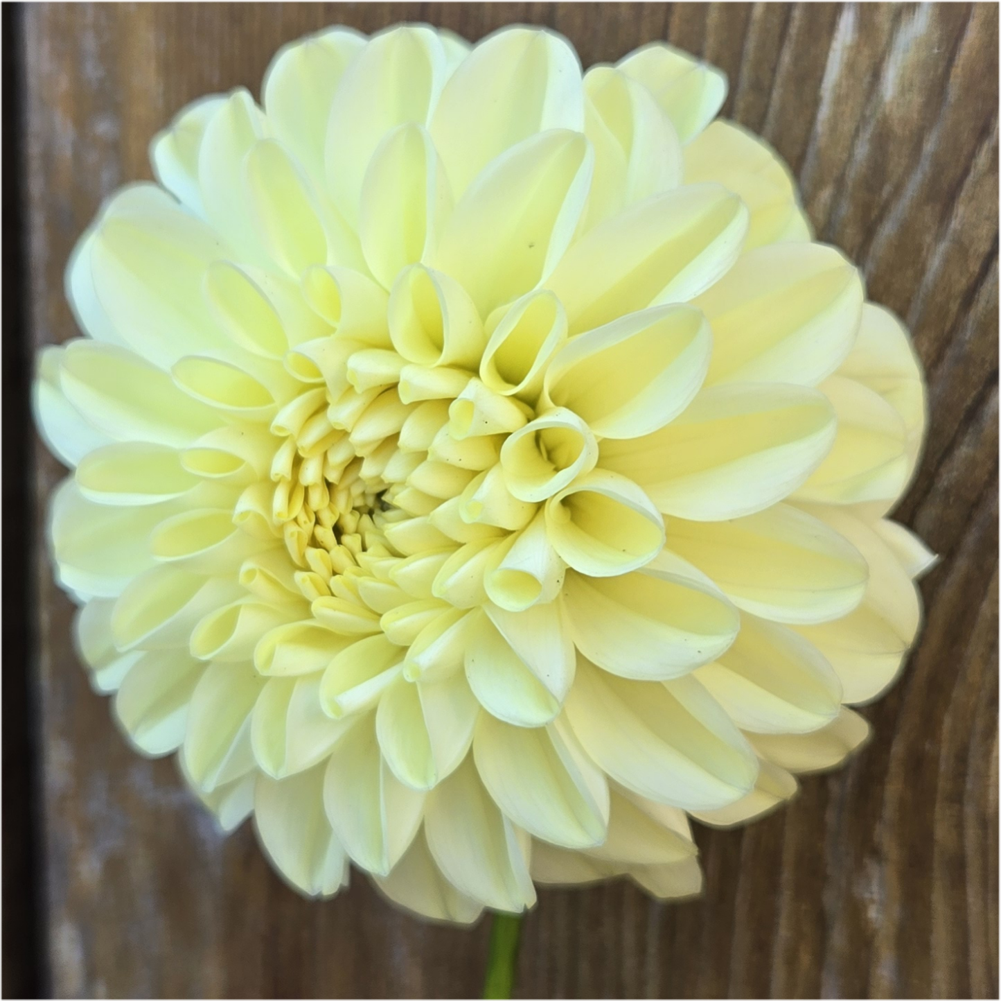 LPF Lemon Sorbet